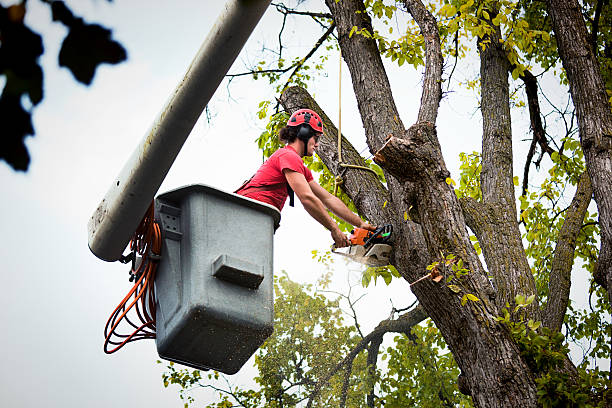 Dead Tree Removal in Thief River Falls, MN